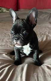 Bulldog francese esotico cuccioli