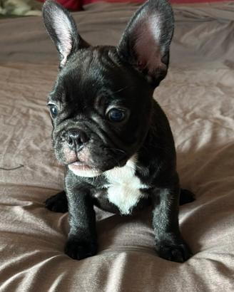 Bulldog francese esotico cuccioli