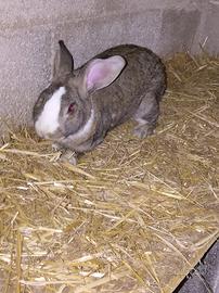 Coniglio maschio riproduttore ?