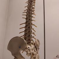 MODELLO Anatomico COLONNA VERTEBRALE