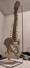 MODELLO Anatomico COLONNA VERTEBRALE