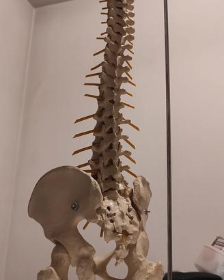 MODELLO Anatomico COLONNA VERTEBRALE