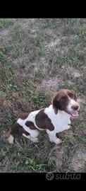 Springer Spaniel 16 mesi Pronta caccia