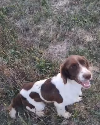 Springer Spaniel 16 mesi Pronta caccia