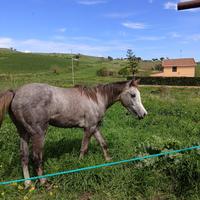 Ancro arabo due anni