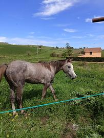 Ancro arabo due anni