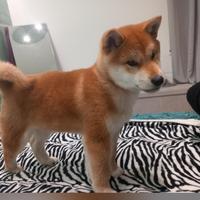 Shiba Inu