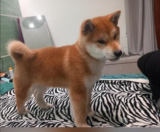Shiba Inu