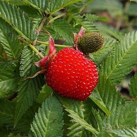pianta Rubus illecebrosus "lampone fragola"