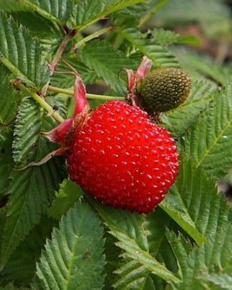 pianta Rubus illecebrosus "lampone fragola"