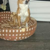 Chihuahua