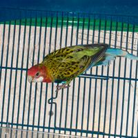 Rosella pappagallo (platycercus eximius)