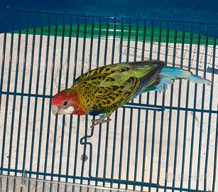 Rosella pappagallo (platycercus eximius)