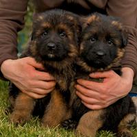 Cuccioli Pastore tedesco expo