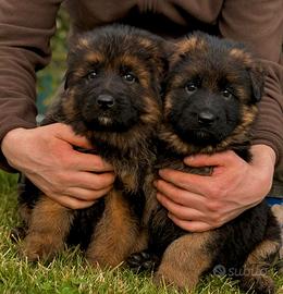 Cuccioli Pastore tedesco expo