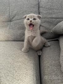 Gatto british