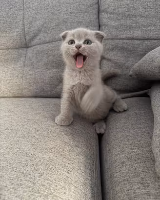 Gatto british