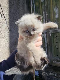 Gattini di un mese
