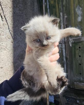 Gattini di un mese