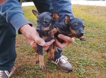 Cuccioli Pinscher