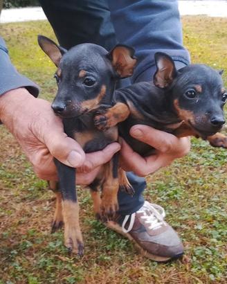 Cuccioli Pinscher