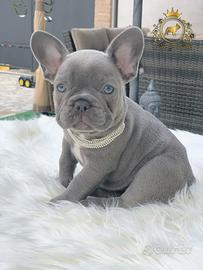 Luxurious French Lélite del bulldog francese Blue