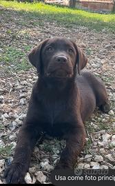 Labrador cucciola femmine nere pedigre