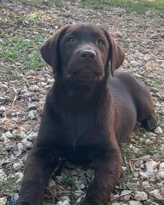 Labrador cucciola femmine nere pedigre