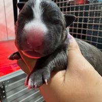 Bull terrier miniature