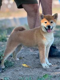 Cucciole Shiba Inu