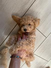 Cucciolo barboncino toy