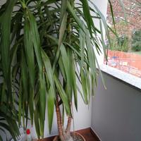 Pianta da giardino Dracaena