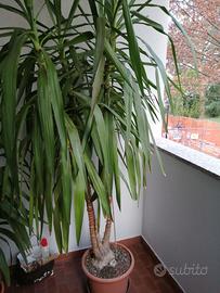 Pianta da giardino Dracaena