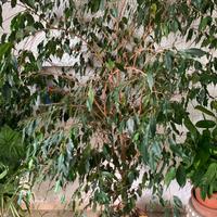 Ficus Benjamin extra