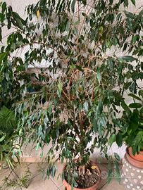 Ficus Benjamin extra