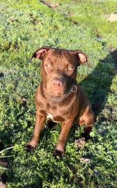 Pitbull con pedigree