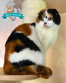 Scottish Fold Calico Adulta
