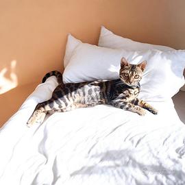 Gatti Bengala