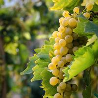 Vino bianco Chardonnay 