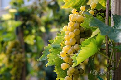 Vino bianco Chardonnay 