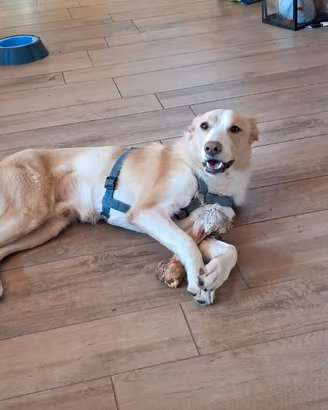 Due cani disponibili