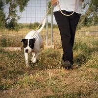 Brigitta.condannata al canile per tutta la vita