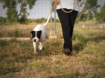 Brigitta.condannata al canile per tutta la vita