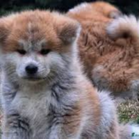 Akita Inu con pedigree ENCI