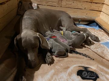 Cuccioli Weimaraner