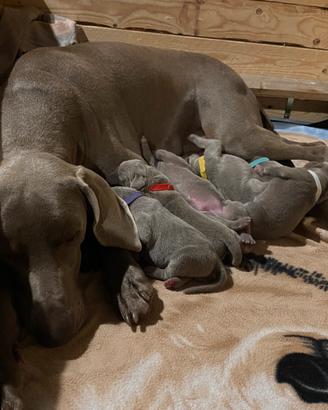 Cuccioli Weimaraner