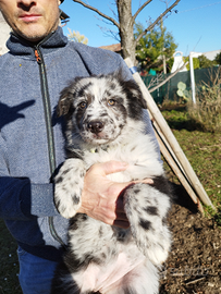 Cucciola di pastore della Lessinia e del Lagorai