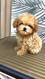 Maltipoo