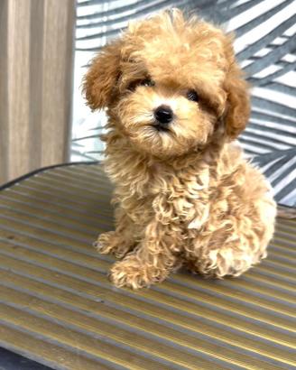 Maltipoo