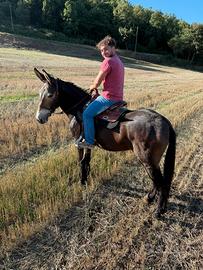 Mulo monta Americana